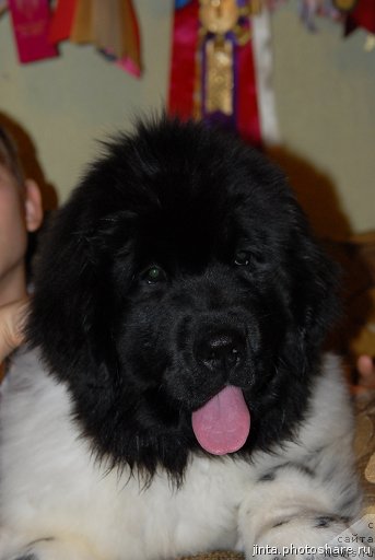 Фотография № 61662