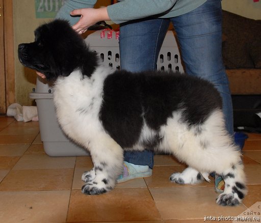 Фотография № 61663