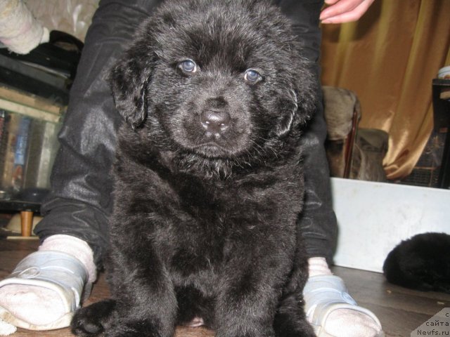 Фото: Щенок от пары, ньюфаундленд Великий Медведь Загадка, ньюфаундленд Атлант Бэст