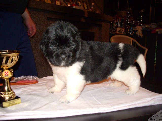 Фотография № 61677