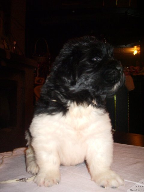 Фотография № 61679