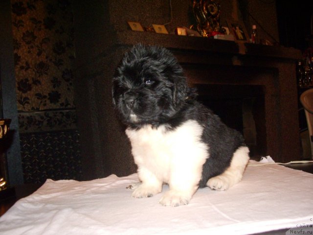 Фотография № 61680