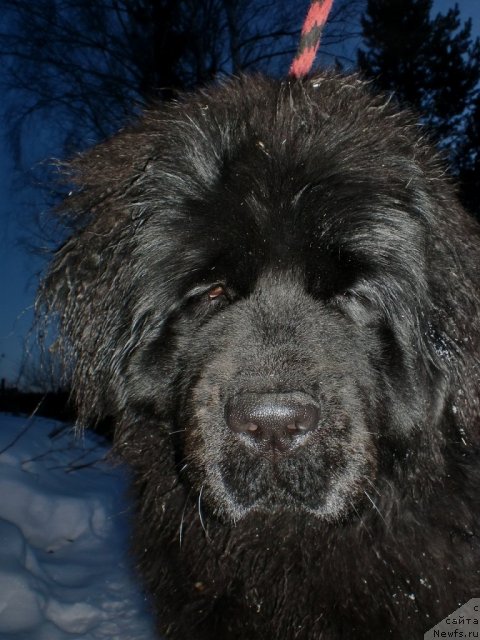 Фото: ньюфаундленд Их Высочество Готика Альдея