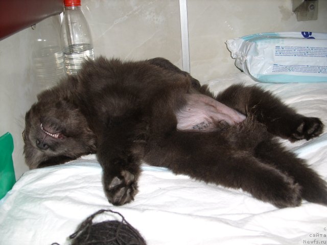 Фото: ньюфаундленд Аквамариновая Красотка для Марлеон