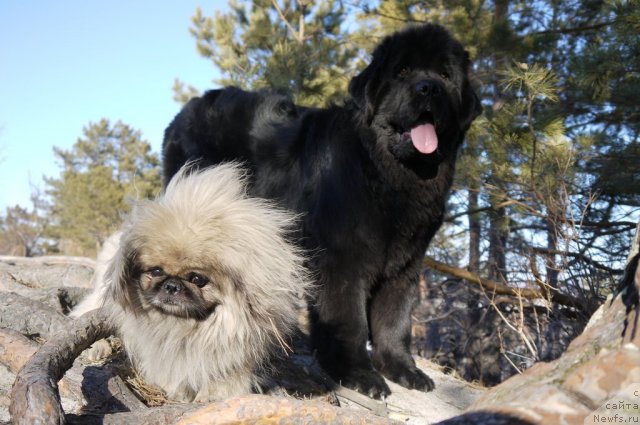 Фото: ньюфаундленд Рембрант Творец Шедевров