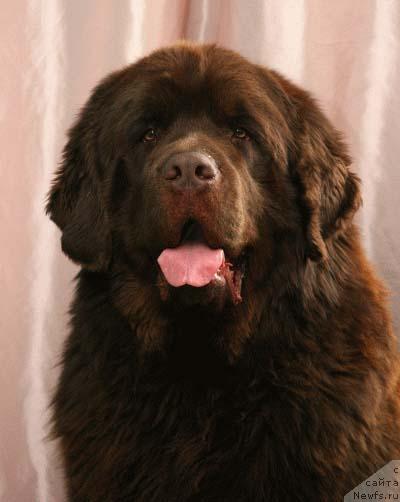 Фото: ньюфаундленд Щеголь Филимон из Медвежьего Яра (Schegol Filimon iz Medvejyego Yara)