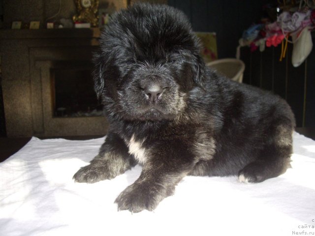 Фото: ньюфаундленд Супер Премиум Золотая Лилия