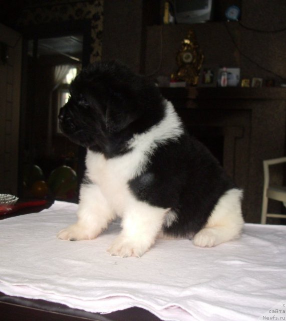 Фото: ньюфаундленд Супер Премиум Зиппи Сенсейшен