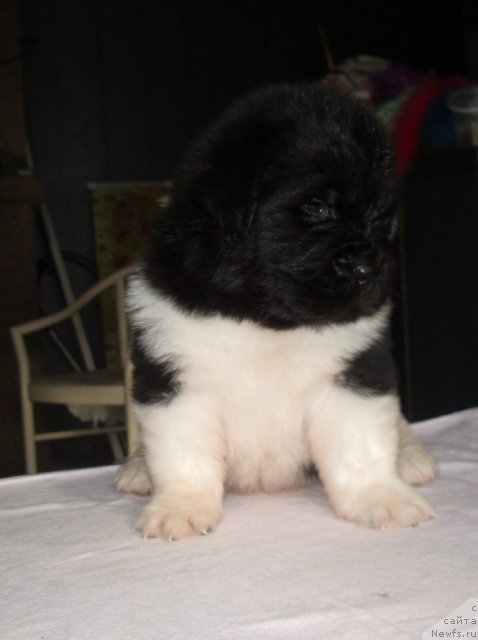 Фото: ньюфаундленд Супер Премиум Зиппи Сенсейшен