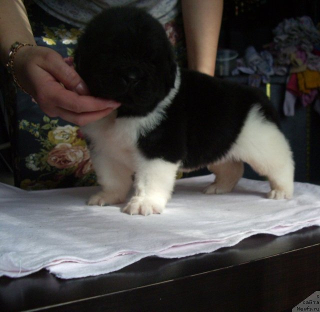 Фото: ньюфаундленд Супер Премиум Зиппи Сенсейшен