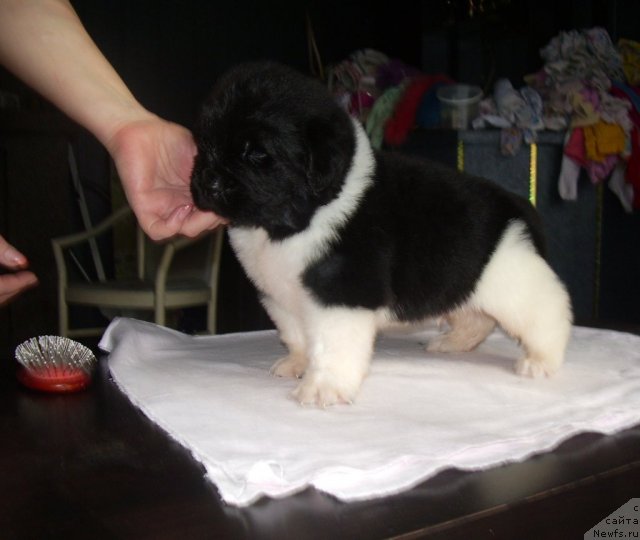 Фото: ньюфаундленд Супер Премиум Зиппи Сенсейшен