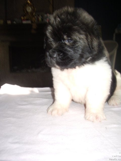 Фото: ньюфаундленд Супер Премиум Заморский Принц