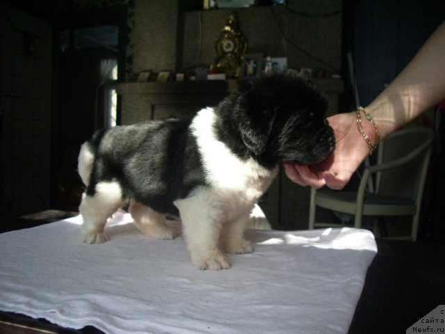 Фото: ньюфаундленд Супер Премиум Заморский Принц