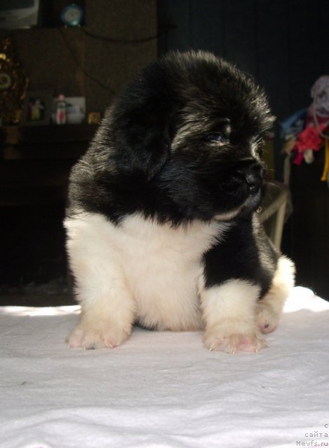 Фото: ньюфаундленд Супер Премиум Занзибар