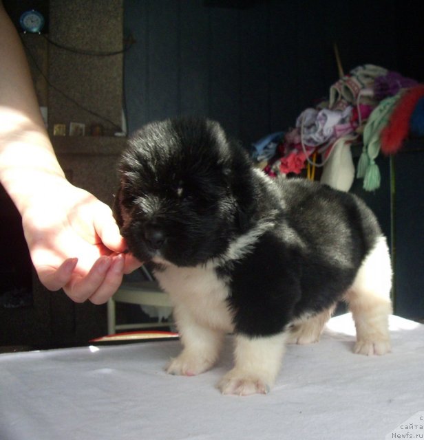 Фото: ньюфаундленд Супер Премиум Занзибар