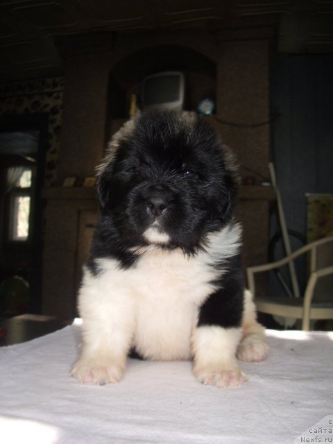 Фото: ньюфаундленд Супер Премиум Занзибар