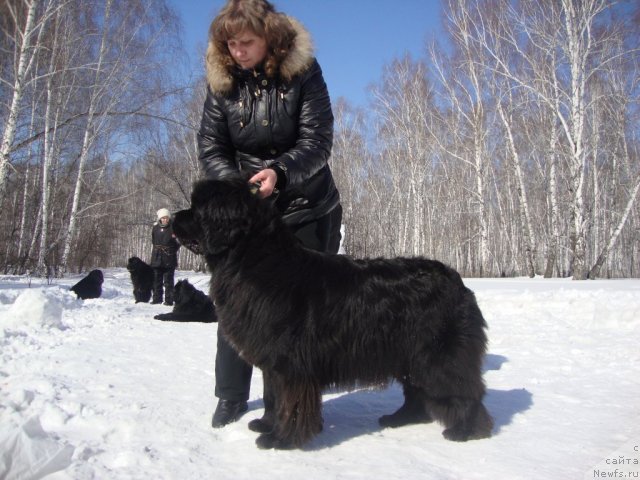 Фото: ньюфаундленд Ривьера от Сибирского Медведя