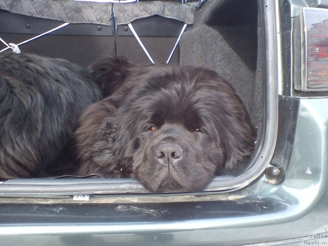 Фото: ньюфаундленд Большая Удача