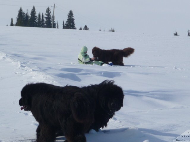 Фото: ньюфаундленд Баловень Судьбы, ньюфаундленд Ньюфорт Лунный Бархат, ньюфаундленд Бархатка Роскошная, Светлана Пермякова