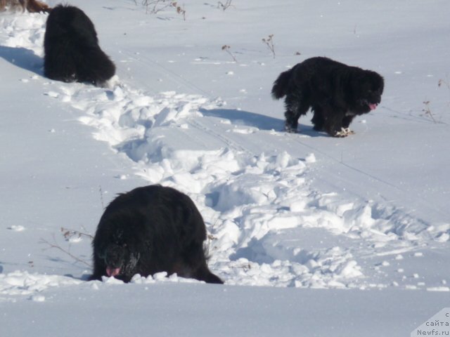 Фото: ньюфаундленд Блестящая Брина, ньюфаундленд Баловень Судьбы, ньюфаундленд Ньюфорт Лунный Бархат