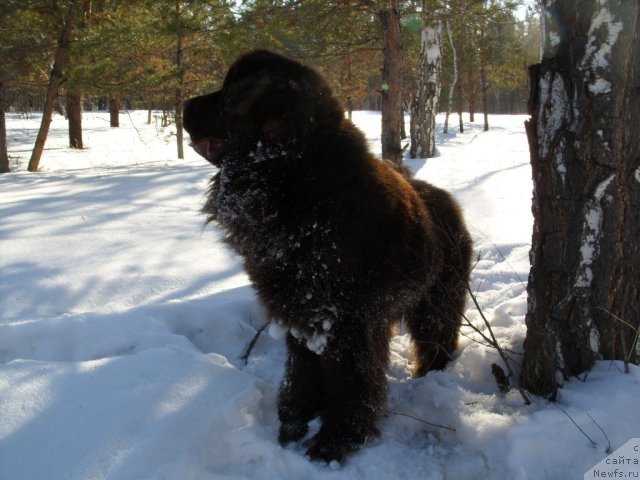 Фото: ньюфаундленд Черный Шарм Амбер Бест Дог ФО Марлеон