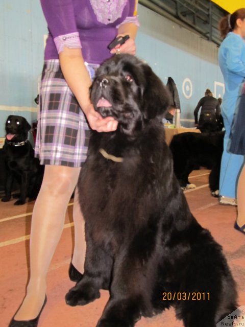 Фото: ньюфаундленд Их Высочество Глория Айрис (Ih Visochestvo Gloria Airis)