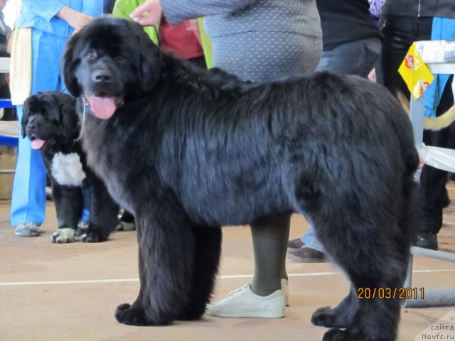 Фото: ньюфаундленд Акватория Келвин Нозерн Спирит (Aquatoriya Kelvin Northern Spirit)