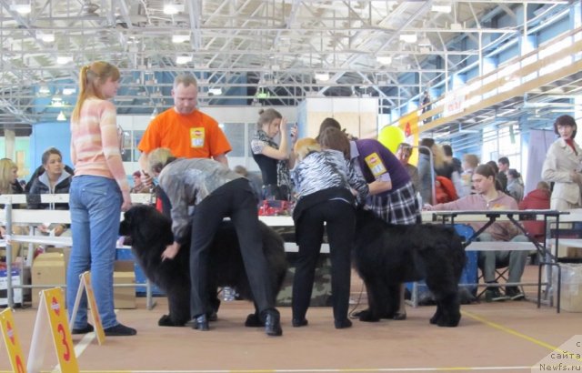 Фото: ньюфаундленд Их Высочество Валенсия Вуд, ньюфаундленд Их Высочество Глория Айрис (Ih Visochestvo Gloria Airis)