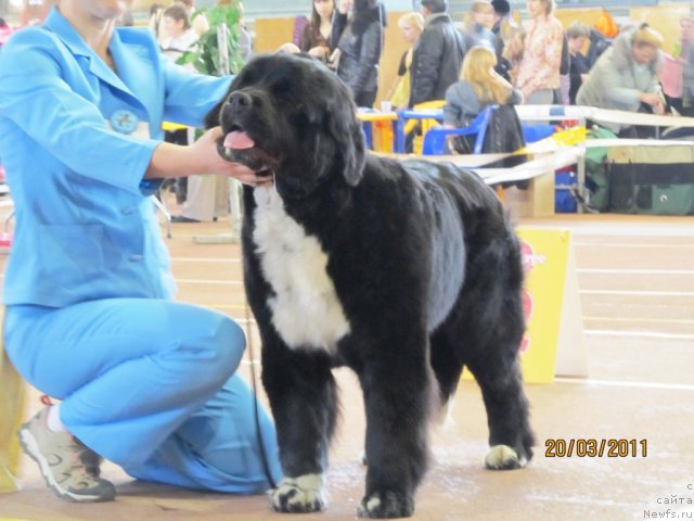 Фото: ньюфаундленд Икона Стиля