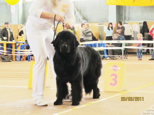 Фото: ньюфаундленд Супер Бизон Дека, Алёна Щелконогова