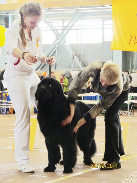 Фото: ньюфаундленд Супер Бизон Дека, Алёна Щелконогова