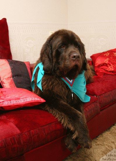 Фото: ньюфаундленд Щеголь Филимон из Медвежьего Яра (Schegol Filimon iz Medvejyego Yara)