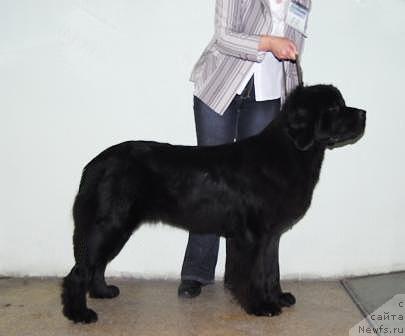 Фото: ньюфаундленд Сент Джонс Каравелла (Sent Djons Karavella)