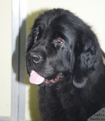 Фото: ньюфаундленд Сент Джонс Каравелла (Sent Djons Karavella)