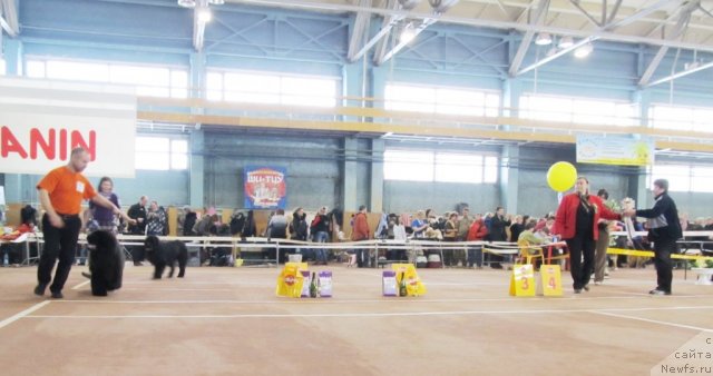 Фото: ньюфаундленд Их Высочество Валенсия Вуд, ньюфаундленд Их Высочество Глория Айрис (Ih Visochestvo Gloria Airis), Марина Горошенко