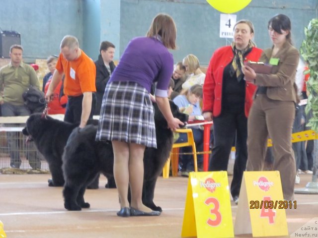 Фото: ньюфаундленд Их Высочество Валенсия Вуд, ньюфаундленд Их Высочество Глория Айрис (Ih Visochestvo Gloria Airis), Марина Горошенко