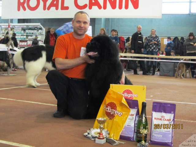 Фото: ньюфаундленд Их Высочество Валенсия Вуд