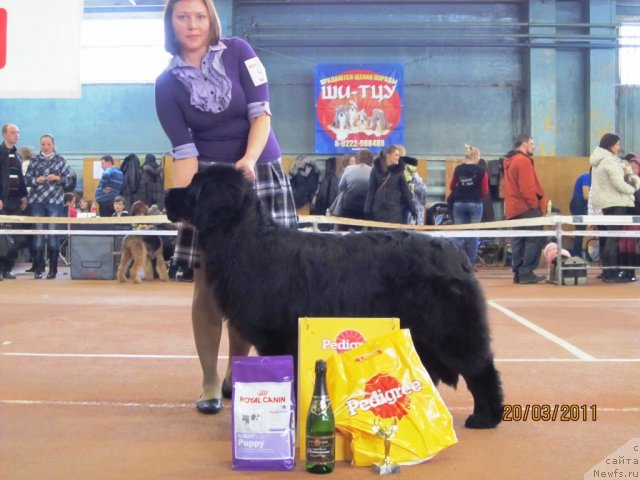 Фото: ньюфаундленд Их Высочество Глория Айрис (Ih Visochestvo Gloria Airis), Марина Горошенко