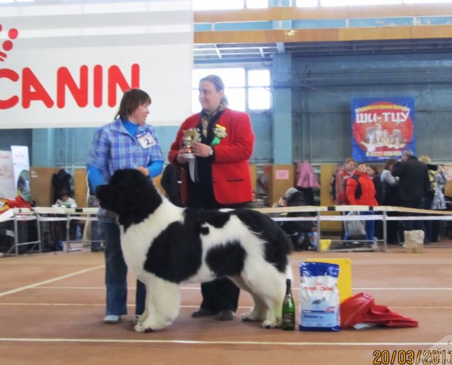 Фото: ньюфаундленд Супер Премиум Жодо Феролли (Super Premium Zhodo Ferolli), Наталия Снигирева