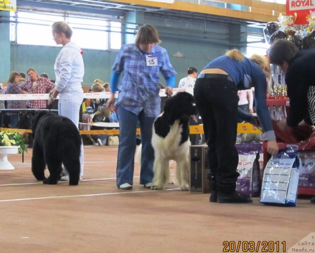Фото: ньюфаундленд Супер Премиум Женева (Super Premium Zheneva), Наталия Снигирева