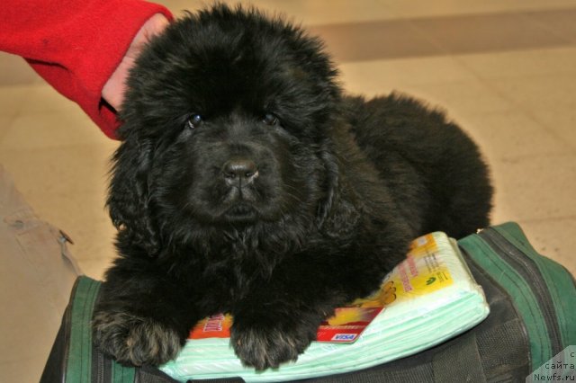 Фотография № 61838