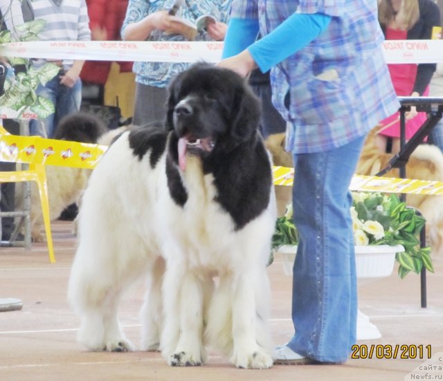 Фото: ньюфаундленд Супер Премиум Женева (Super Premium Zheneva)