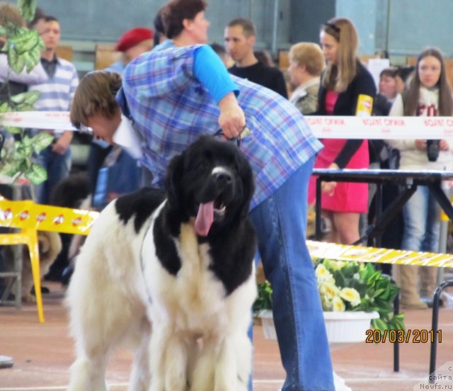 Фото: ньюфаундленд Супер Премиум Женева (Super Premium Zheneva), Наталия Снигирева