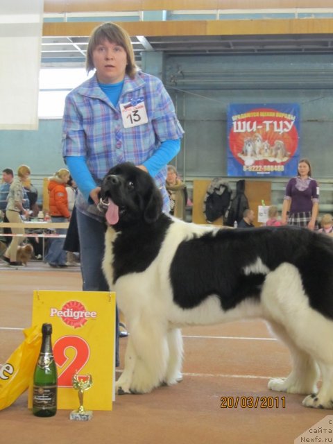 Фото: ньюфаундленд Супер Премиум Женева (Super Premium Zheneva), Наталия Снигирева