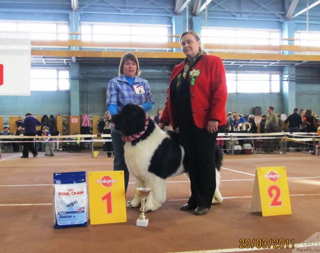 Фото: ньюфаундленд Супер Премиум Жодо Феролли (Super Premium Zhodo Ferolli), Наталия Снигирева