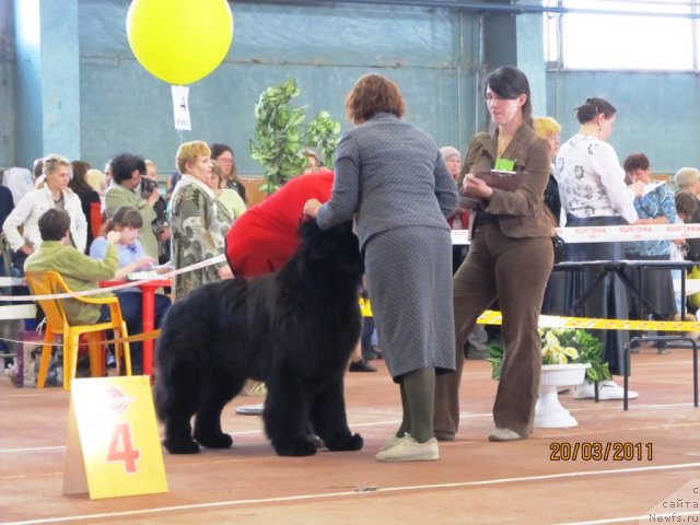 Фото: Татьяна Абутова, ньюфаундленд Акватория Келвин Инсайдер