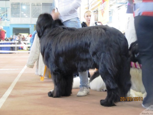 Фото: ньюфаундленд Милорд