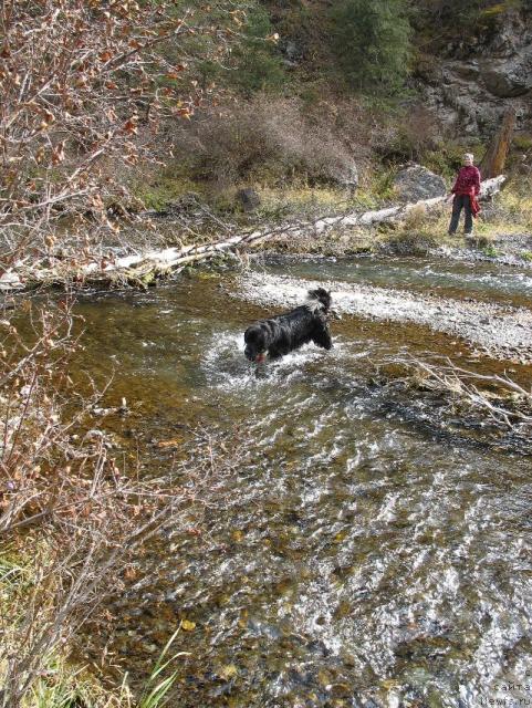 Фото: ньюфаундленд Маг Исполин Елана (Mag Ispolin Elana)