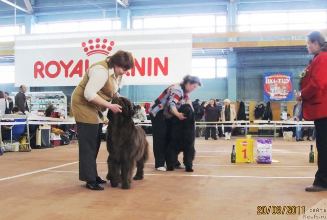 Фото: ньюфаундленд Кокетка от Чаннел из Медвежьего Яра, Наталья Гостюхина, ньюфаундленд Ньюфорт Лапочка Дочка, Ирина Панюшкина