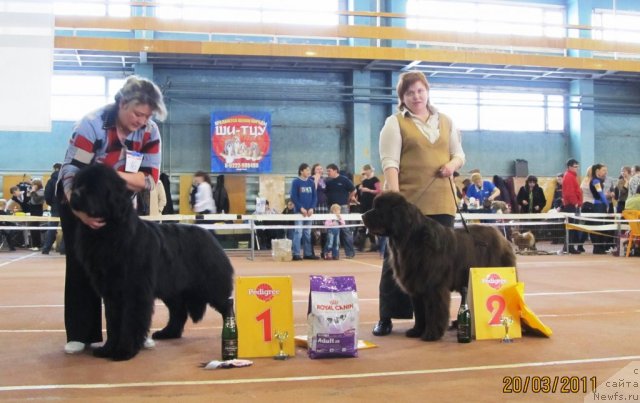 Фото: ньюфаундленд Кокетка от Чаннел из Медвежьего Яра, Наталья Гостюхина, ньюфаундленд Ньюфорт Лапочка Дочка, Ирина Панюшкина